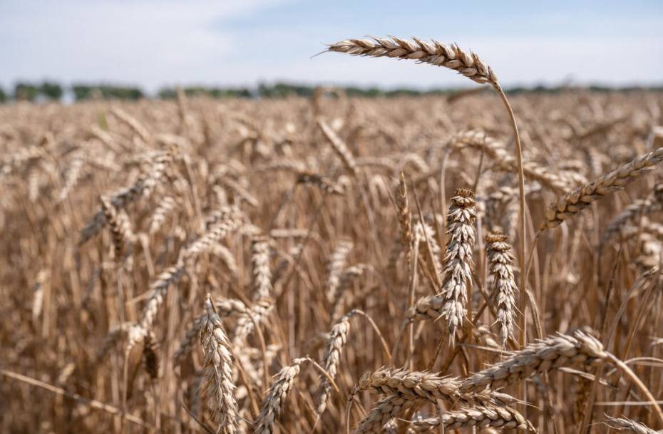 Українським фермерам роздадуть насіння ярої пшениці до посівної: як отримати