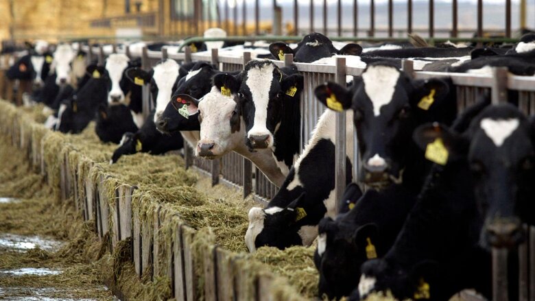 Як дефіцит молока в Україні впливає на галузь та споживача 