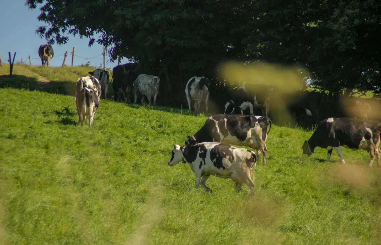 У Франції заборонили скаржитись на шум від півнів та корів у селах