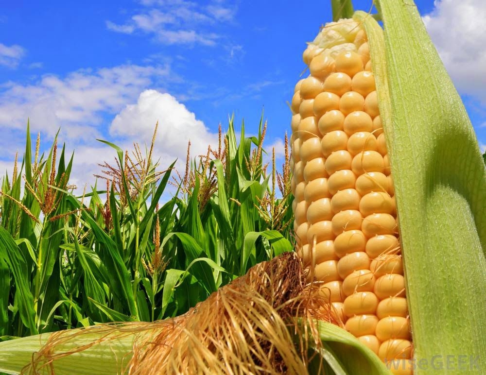 Чутки про скасування Китаєм контрактів на українську кукурудзу обвалили закупівельні ціни