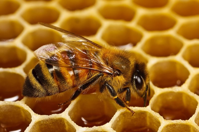 Затверджено програми визначення ветеринарно-санітарного статусу територій щодо хвороб бджіл