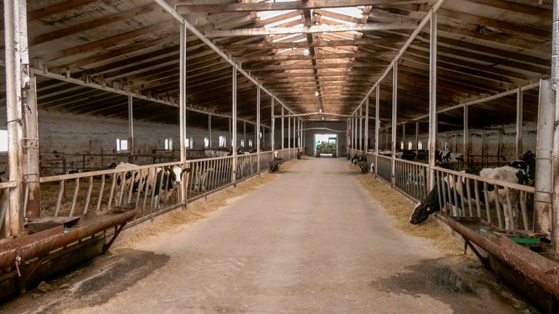 Як попри бойові дії працює ферма на Донеччині, де розводять голштинську породу корів