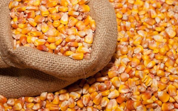 Українським аграріям безкоштовно роздадуть насіння кукурудзи для посівної