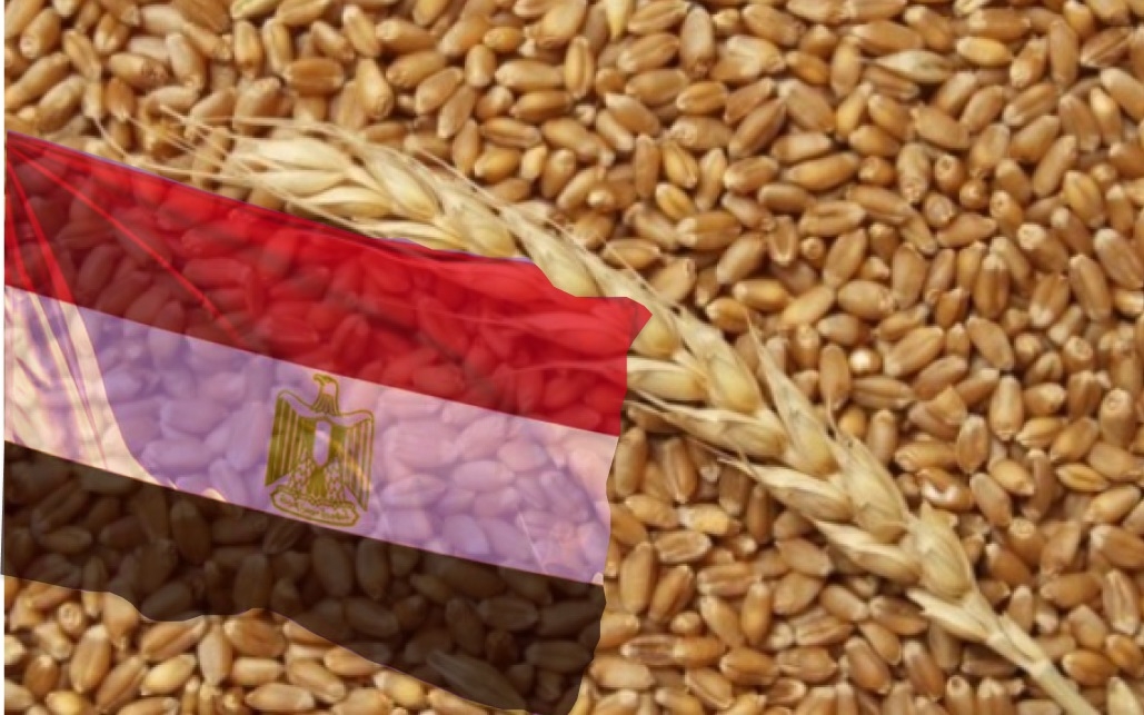 Єгипет купив українську пшеницю за вищою, ніж на попередньому тендері, ціною