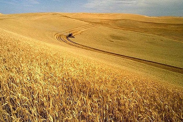 Єврокомісія знизила прогноз урожаю пшениці в ЄС до 4-річного мінімуму