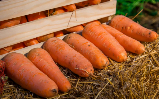 Ціни на моркву в Україні близькі до історичних антирекордів для весни