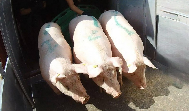 Імпорт живих свиней за 2 місяці скоротився майже на третину