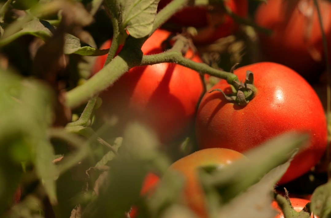 В Україні дорожчають помідори: які ціни