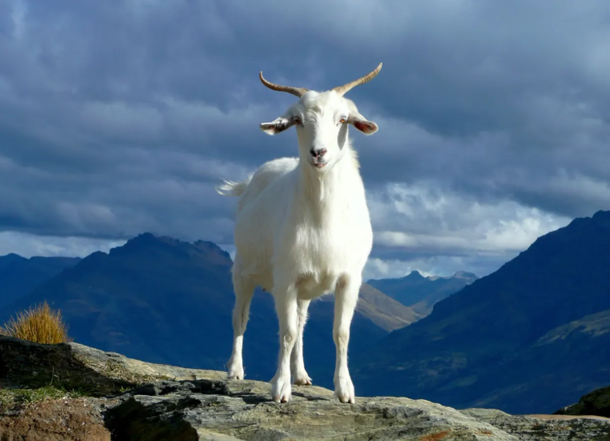 В Італії пропонують “усиновлювати кіз”, яких ушестеро більше, ніж людей