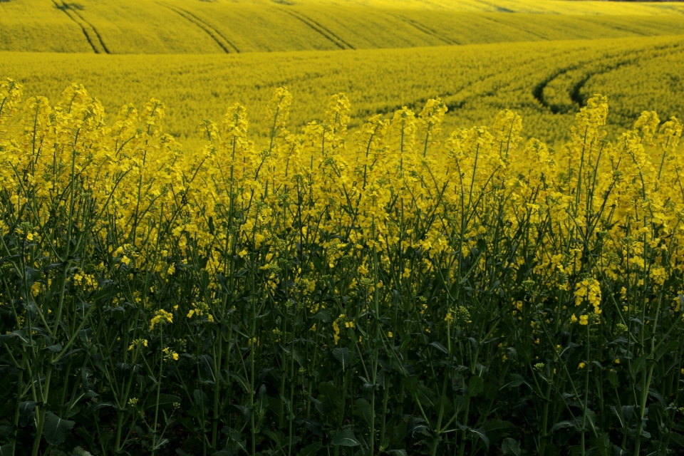 Прогнози гарного урожаю ріпаку в Україні посилюють тиск на котирування