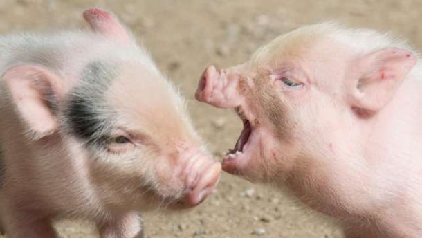 Африканська чума свиней: скільки випадків фіксують в Україні та Європі