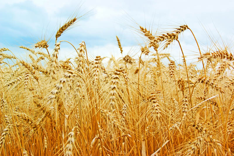 Експорт української пшениці досяг 16 млн тонн