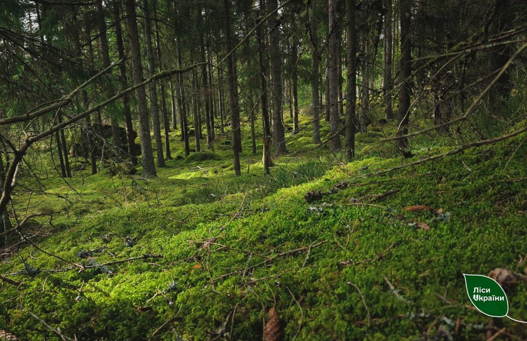 “Ліси України” додали до переліку особливо важливих для економіки держкомпаній