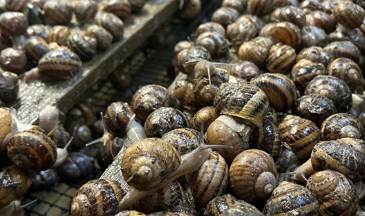 Україна подвоїла експорт молюсків: хто купує наших равликів