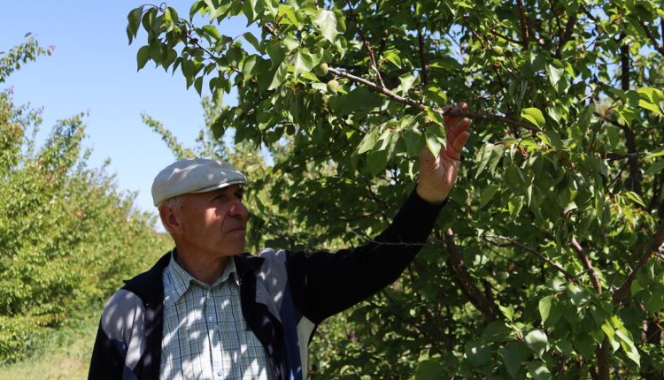 Через травневі заморозки в кількох регіонах України померзли сливи та абрикоси