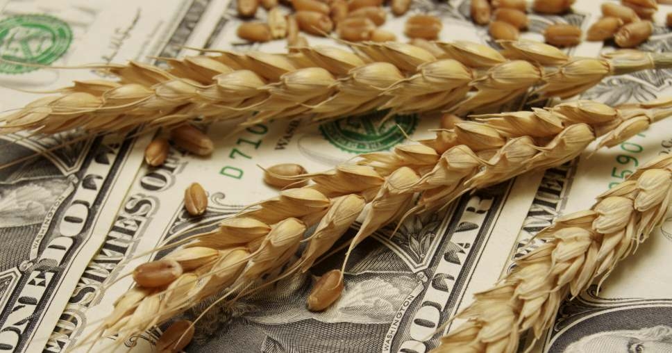 Ціни на пшеницю в Україні сягнули найвищого з початку повномасштабного вторгнення рівня