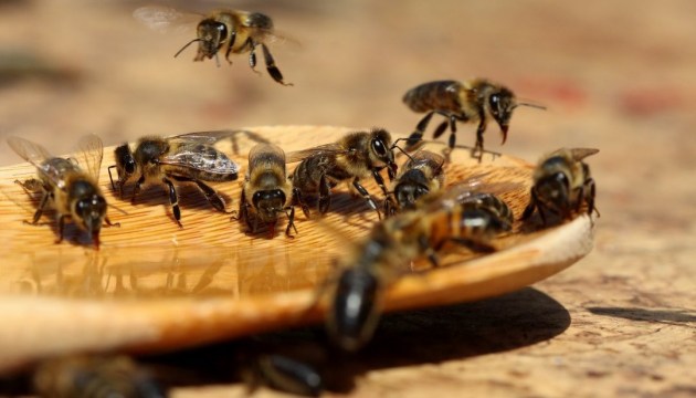 У Криму масово гинуть бджоли через безконтрольне використання пестицидів