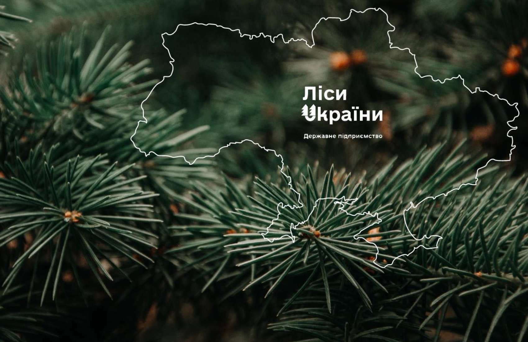 ФДМУ продав непрофільні активи “Лісів України”: вдалося виручити майже 10 мільйонів гривень
