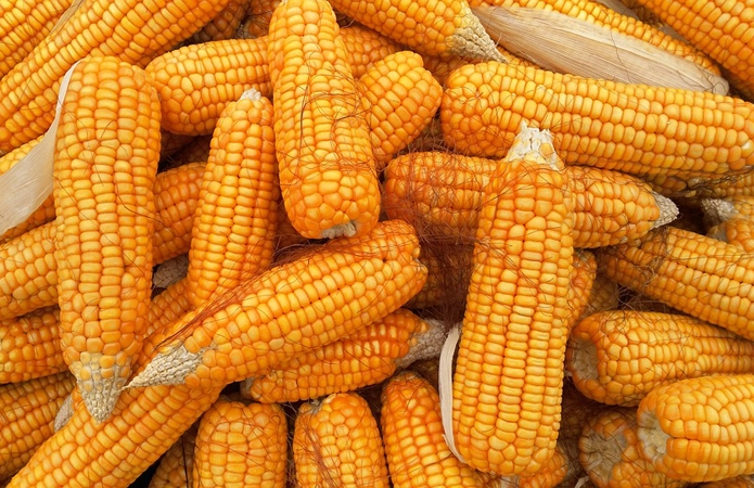 Прискорення сівби у США та дощі в Україні посилюють тиск на ціни на кукурудзу
