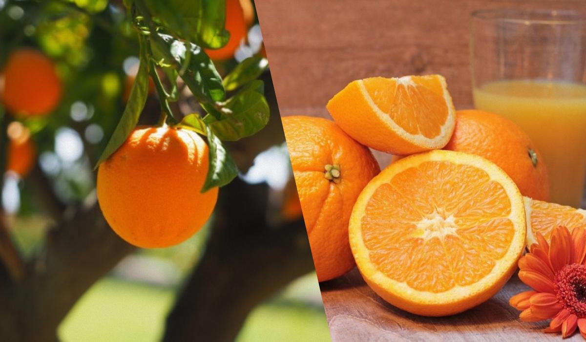 Нечувана криза на ринку апельсинового соку у світі змушує виробників експериментувати