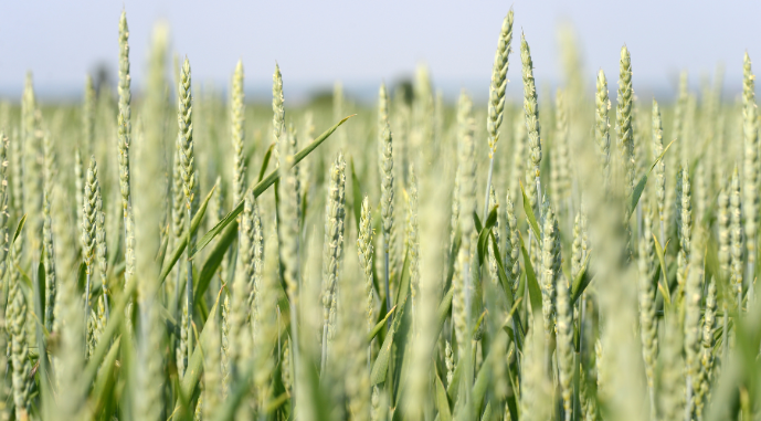 Аграріям невигідно вирощувати тверду яру пшеницю