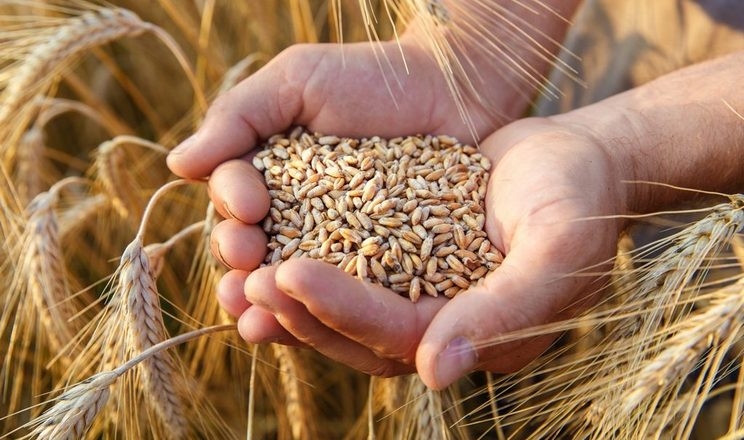 Пшениця нового врожаю в морських портах торгується на рівні 185$/т