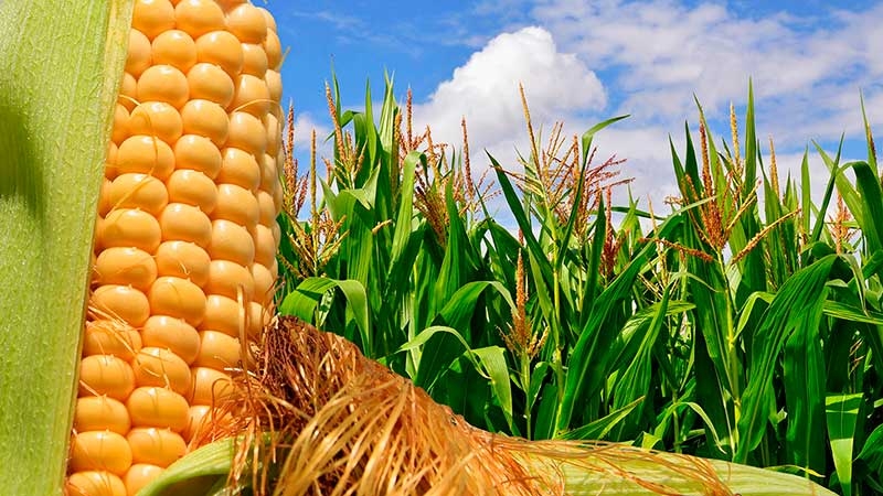 Ринок кукурудзи розпочав ціновий підйом