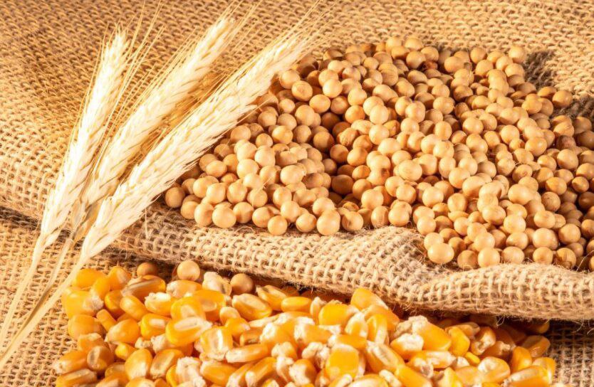Експерти IGC знизили прогноз світового виробництва зерна у 2024/25 МР