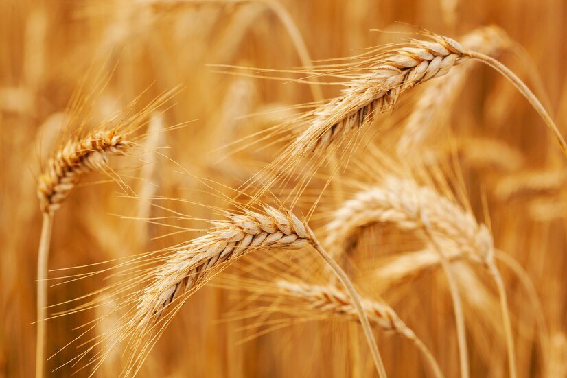 USDA прогнозує скорочення виробництва та експорту української пшениці та зростання цих показників щодо кукурудзи