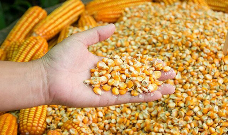 Попит на українську кукурудзу має ситуативний характер