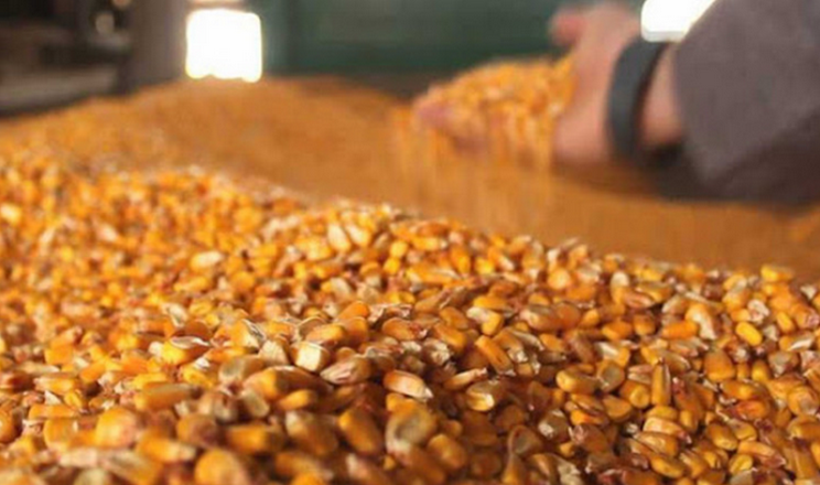 Ціни на кукурудзу нового врожаю в портах становлять 155-160$