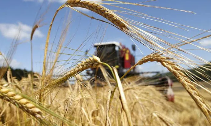 В Україні майже не залишилося перехідних залишків врожаю