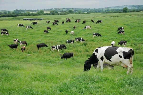 Фермери отримають фінансову підтримку на оброблення земель та утримання худоби