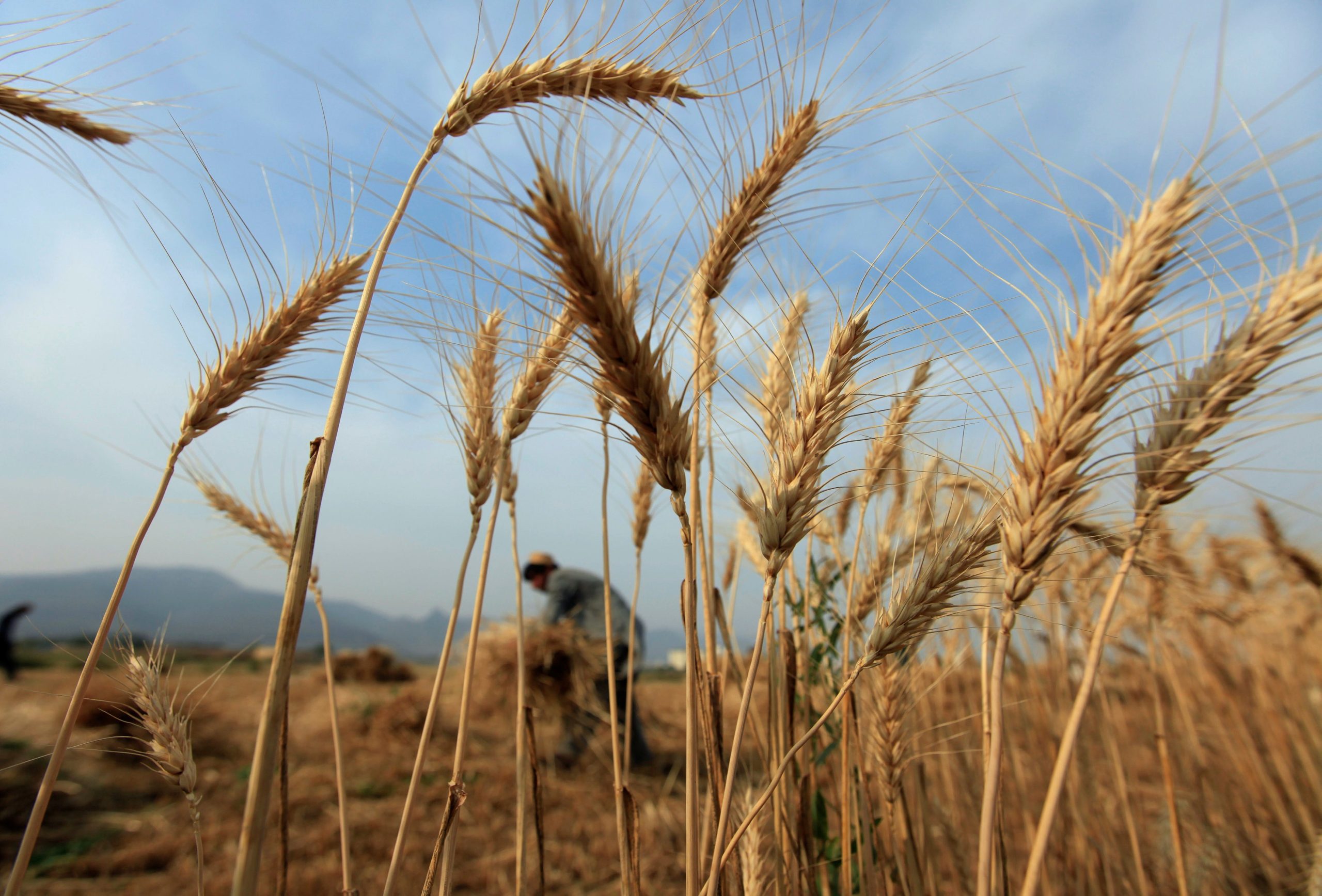 Основний світовий імпортер пшениці знижує прогноз імпорту та вперше за 10 років підвищує ціни на субсидований хліб