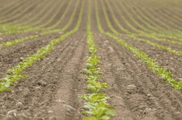 170529 Sugar Beet Emergence