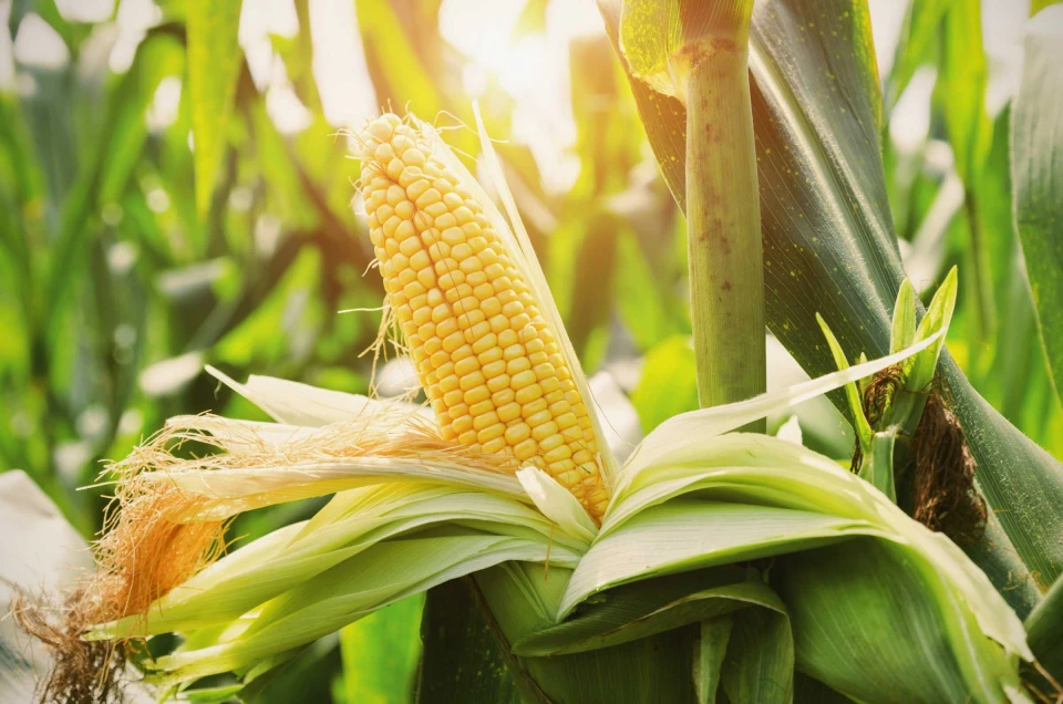 Уперше за 15 років Аргентина постачатиме кукурудзу Китаю