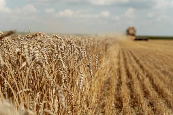 Погодні умови кінця червня в Україні були сприятливими для закінчення вегетації ранніх зернових – НААН