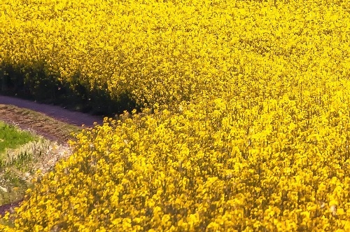 Ціни на ріпак в Україні підвищуються завдяки біржовій підтримці