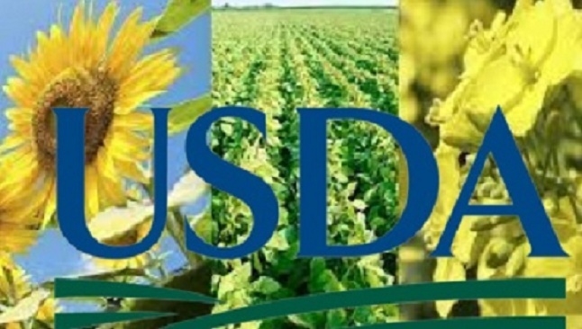 USDA знизив прогноз виробництва олійних у 2024/25 МР внаслідок зменшення урожаю соняшника та ріпаку