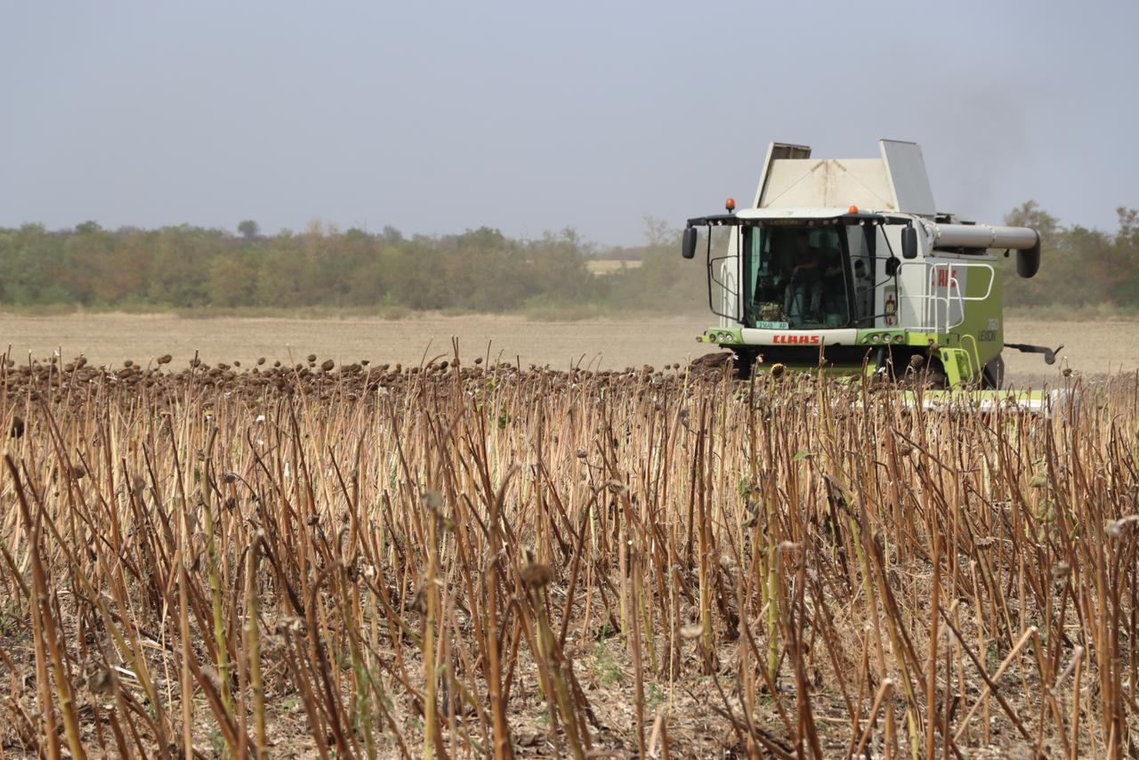 Посуха не вплинула глобально на врожай та ціни на основні споживчі продукти – МінАПК