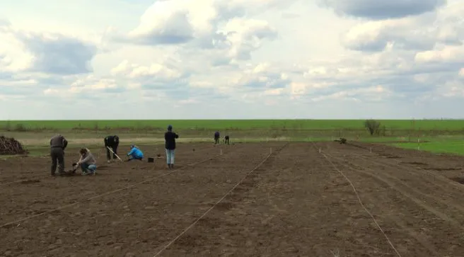 In Mykolaiv Region, Protective Tree Belts Are Being Restored to Enhance Crop Yields and Environmental Safety