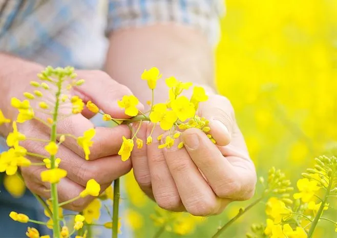 Discussion on the Import of GMO Rapeseed in Ukraine and Possible Legislative Changes