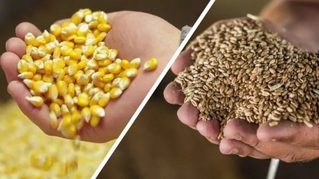 In the Ukrainian Grain Market, Corn Gradually Undercuts Wheat Prices