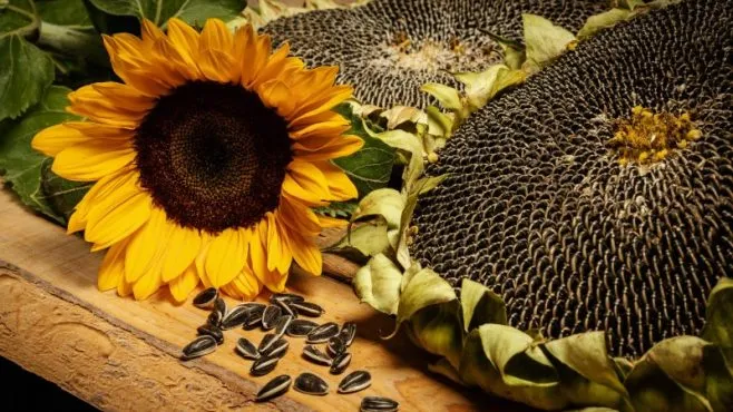 EU Opens Market for Ukrainian Oilseed and Beet Seeds