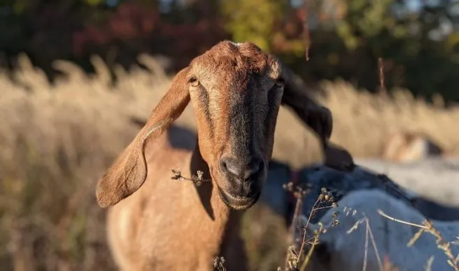 Cooperative Model for Goat Farming Development Will Enhance the Competitiveness of Small Farms