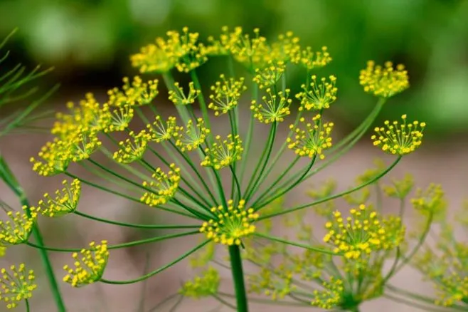 Dill is Beneficial for Soil and Plant Protection: Advantages and Applications