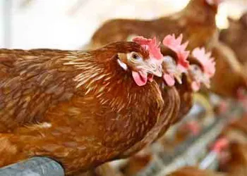 Як профілактувати аспергільоз у птахів: методи та заходи