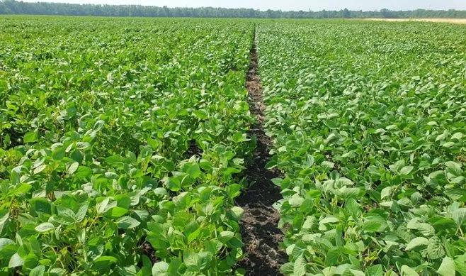 Optimal Soil Treatment for Leguminous Crops: Recommendations for Farmers