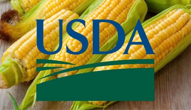 Прогноз USDA: врожай кукурудзи в Україні залишається на рівні 26,8 млн тонн