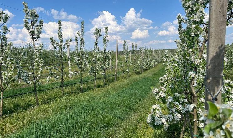 we.ua - Родина зі Звенигородки вирощує до 200 тонн груш за сезон на Черкащині